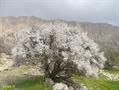 ارژن / بادام کوهی